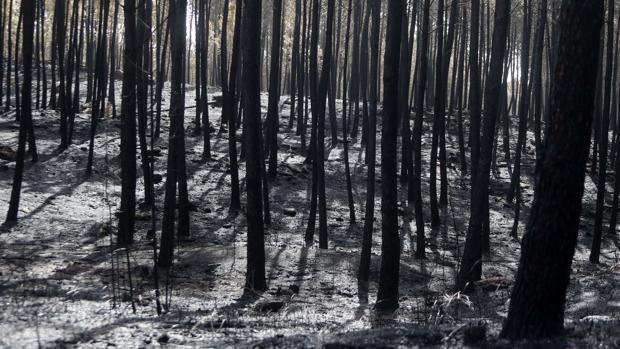 La factura de la ola de incendios en Galicia: más de 200 millones de euros