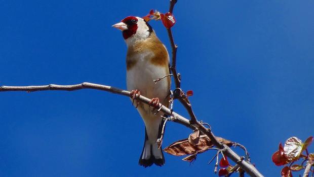 Sorprenden a dos cazadores furtivos de aves protegidas en Hortaleza