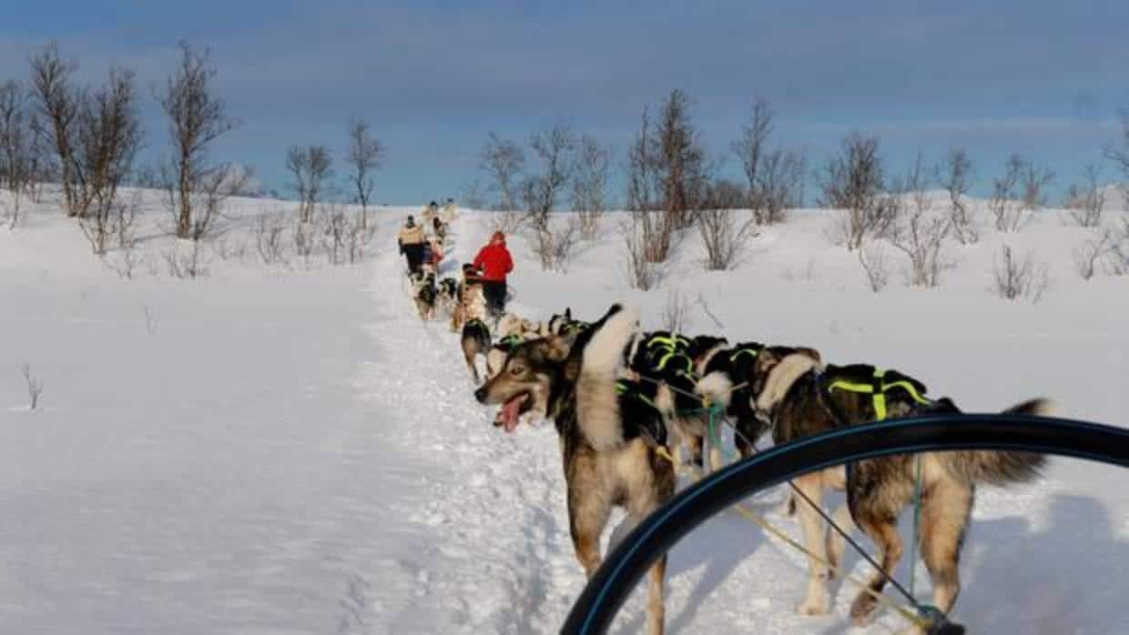 Trineos tirados por perros atravesando llanuras nevadas de Laponia