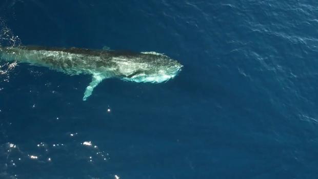 Las ballenas vuelven a las costas catalanas