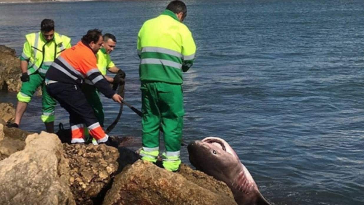 Momento del rescate del tiburón muerto en Santa Pola