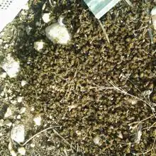 Detectan los primeros casos este año de envenenamiento de abejas por el uso de plaguicidas