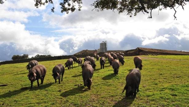 La presión animalista ha logrado el rechazo de 13 granjas porcinas en Castilla-La Mancha
