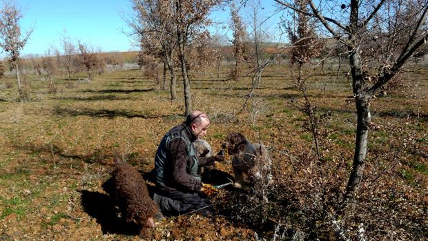 Balto, el perro trufero que metió a Zamora en mapa del «oro negro» de España