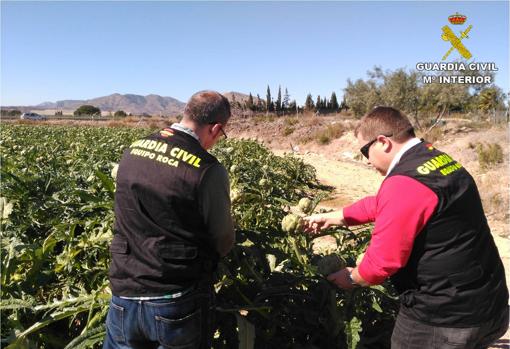 Investigan a dos mujeres por robar tres toneladas de alcachofas «exclusivas» en un mes