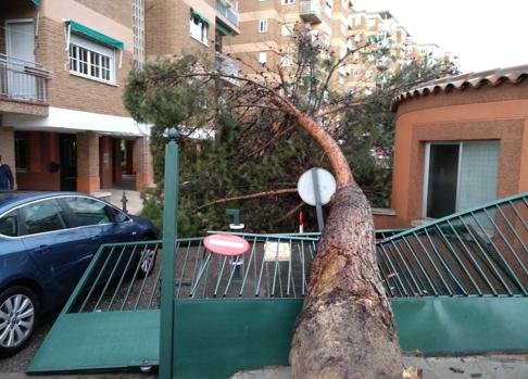 El fuerte viento provoca la caída de dos grandes árboles en Buenavista