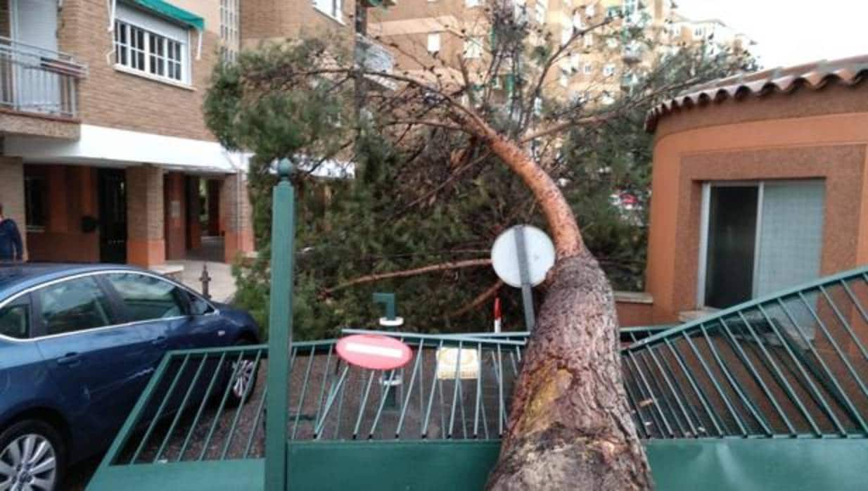 Imagen del árbol caído en una urbanización de Buenavista el jueves por la tarde