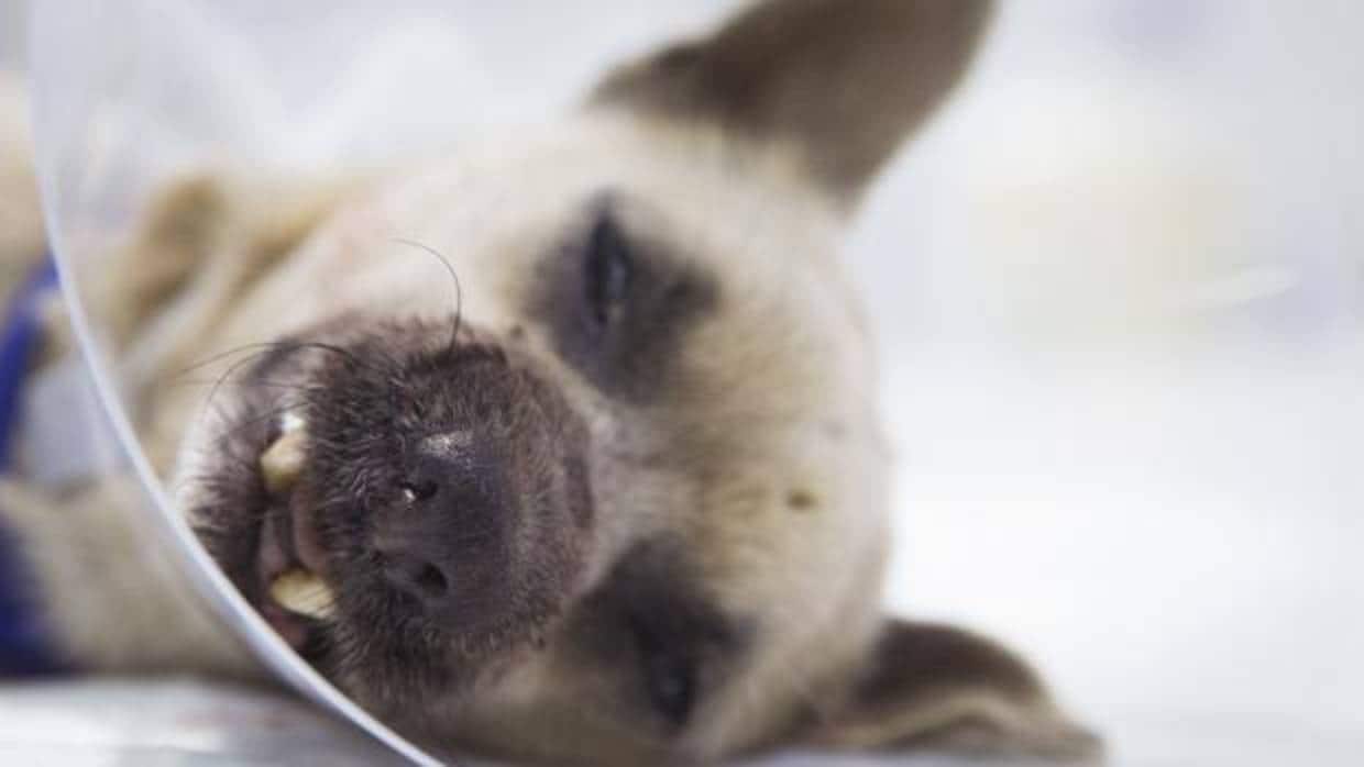 Lucky, el perro que ha sido intervenido en el Hospital Veterinario Sur de Valencia