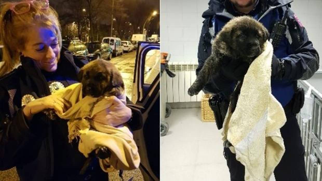 Los dos cachorros de mastín rescatados por la Policía Municipal de un contenedor de basura