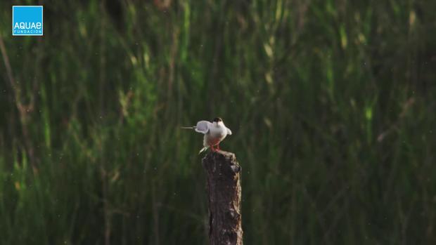 Clip Natura Charrán común (Sterna hirundo)