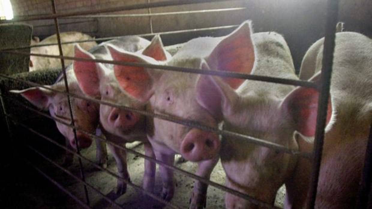Imagen de cerdos encerrados en una granja