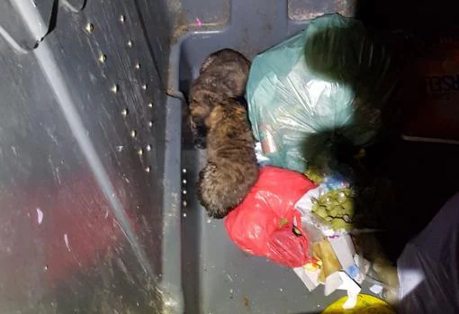 Los dos cachorros de mastín acurrucados en el interior del contenedor de basura