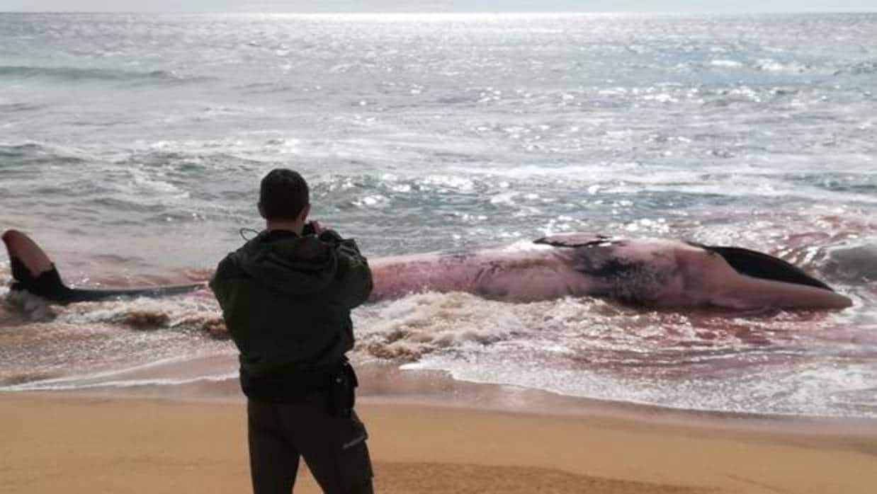 Aparece una ballena muerta en la playa de Montgat (Barcelona)