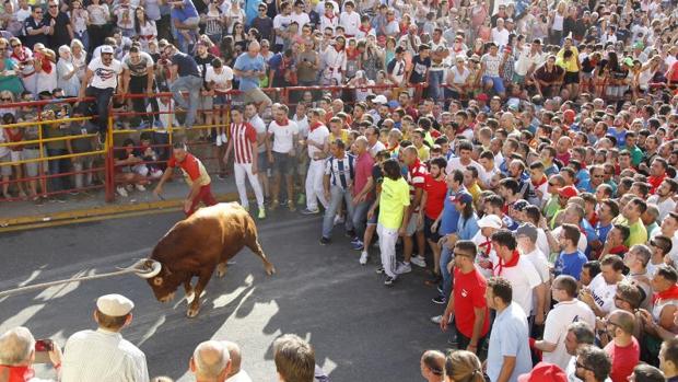 3.000 euros de multa por agarrar del rabo al toro enmaromado de Benavente