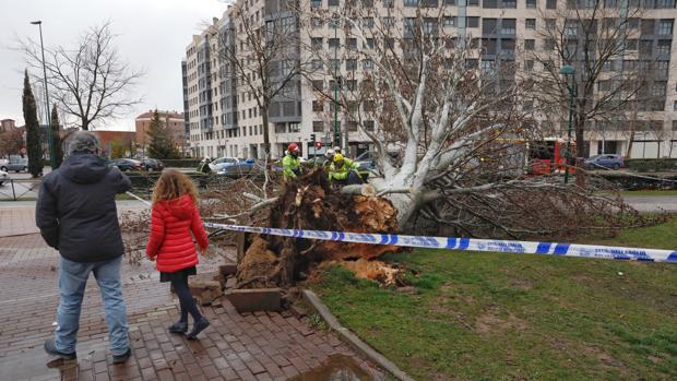 Un joven herido tras derribar el viento un árbol de grandes dimensiones en Valladolid