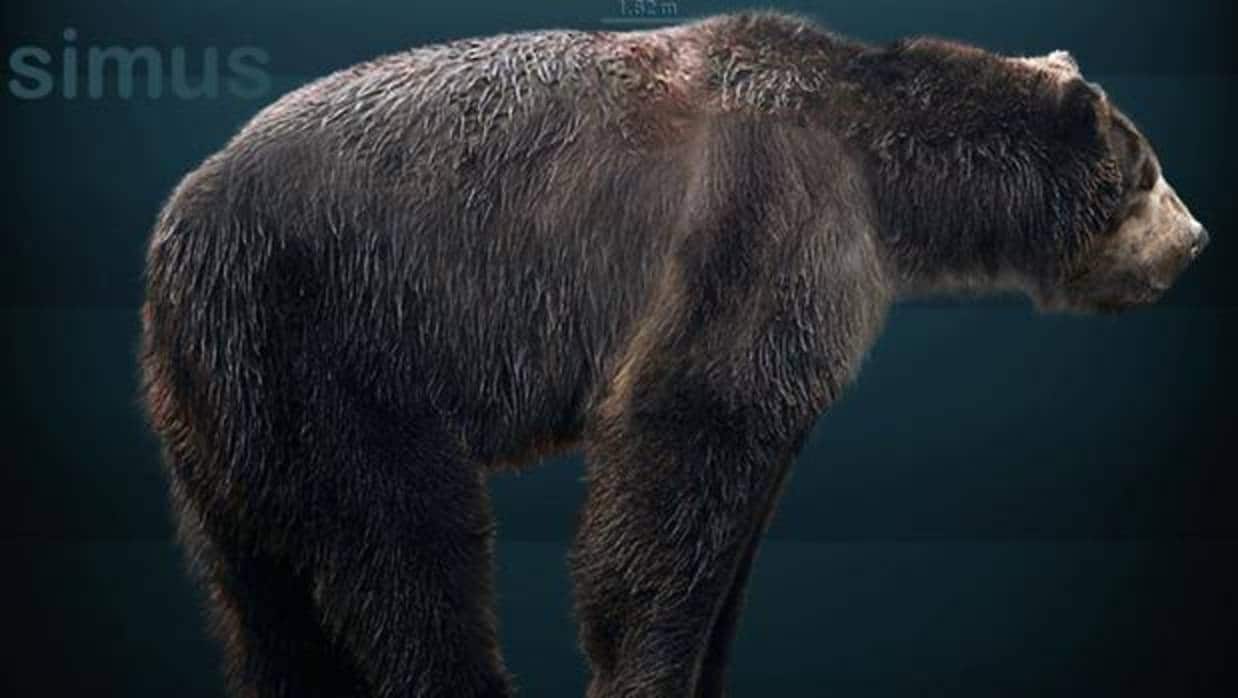 Restauración de Arctodus simus, el oso de la Edad de Hielo, según los fósiles encontrados de esta especie