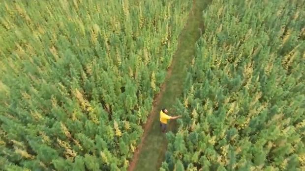Un estudio «pone verde» al plátano de Canarias y aboga por plantar cáñamo en las islas