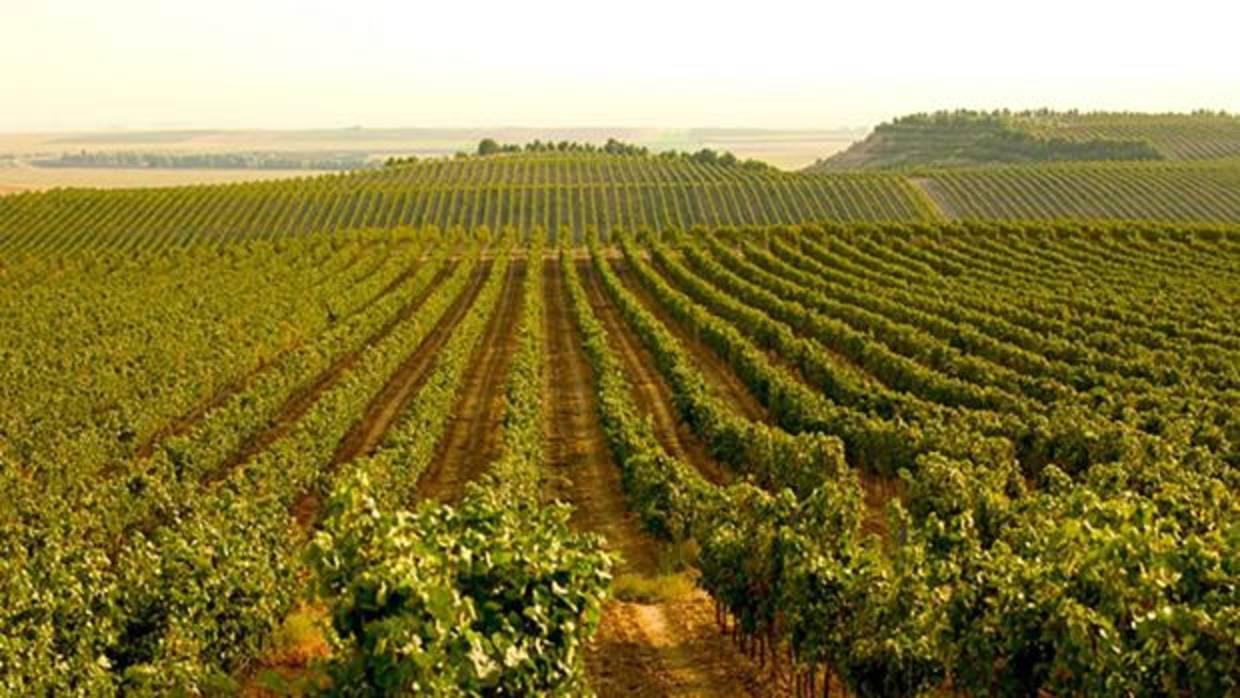 El 74% del viñedo aragonés corresponde a denominaciones de origen