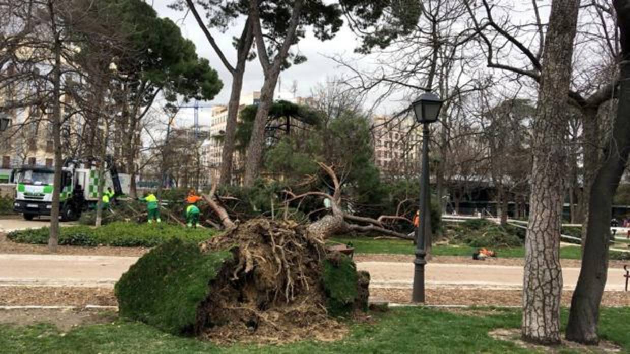 Vista del lugar en el que un niño de 4 años ha fallecido este sábado tras caerle un árbol encima en el parque del Retiro, en Madrid