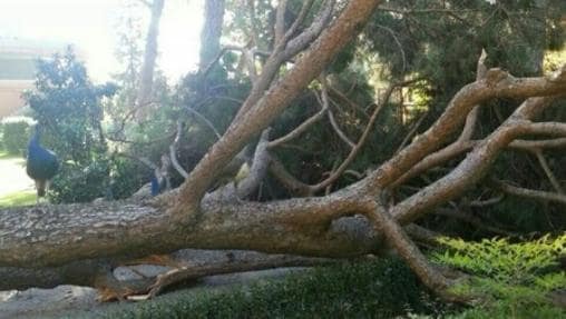 Cuatro muertos por caída de árboles en Madrid en menos de 4 años