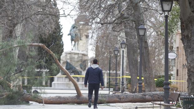 El Ayuntamiento mantuvo abierto el parque por la mañana pese a la caída de dos árboles de madrugada