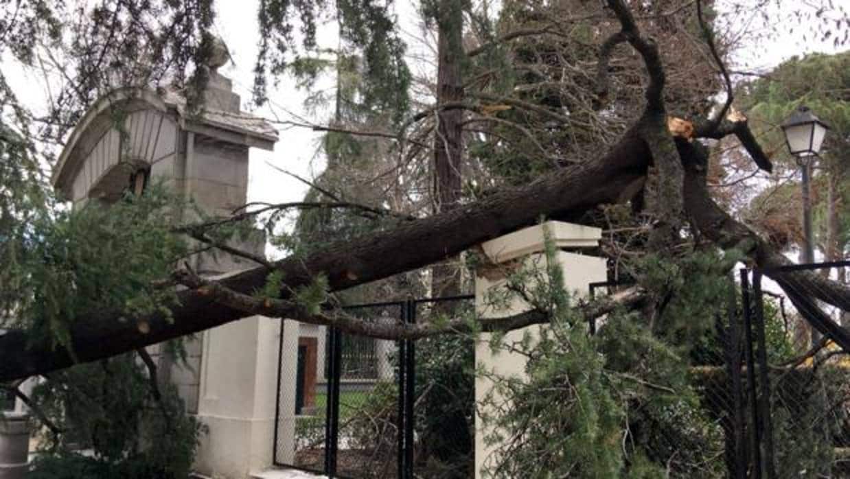 Un árbol caído en el parque de El Retiro tras el temporal