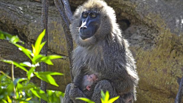 Nace en Bioparc un dril, uno de los primates más amenazados de África