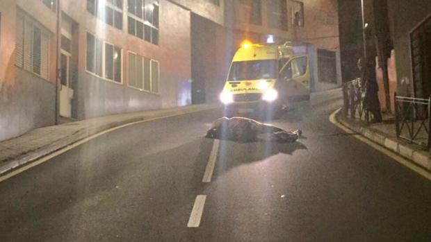 Fallece un caballo y su dueño en Tenerife al caer sobre asfalto