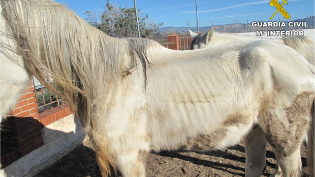 Investigan a un joven de 24 años que tenía siete caballos desnutridos viviendo entre basura en una finca