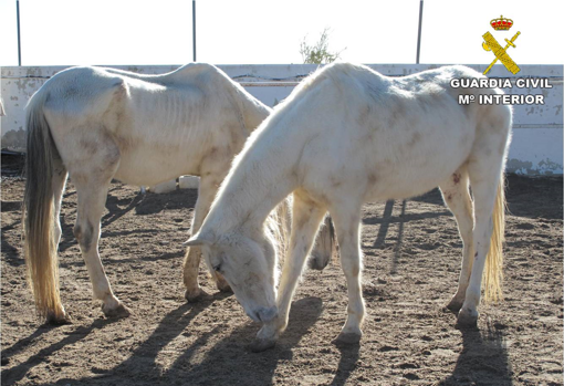 Los caballos, cuando fueron encontrados en la finca