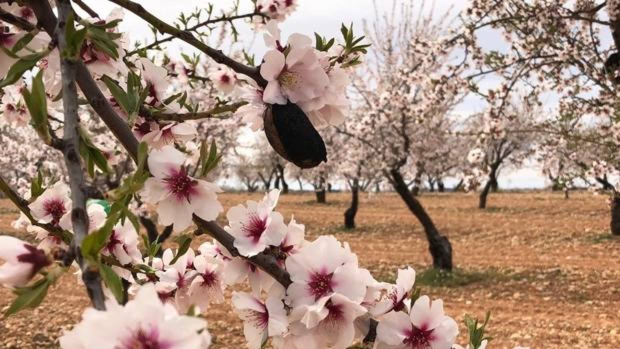 La avispilla se posa en la almendra recién cuajada en primavera