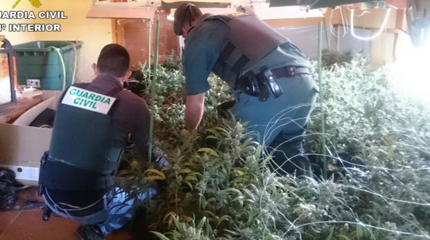 Dos detenidos con 800 plantas de marihuana y un consumo ilegal de luz como el de 60 casas en Pedreguer