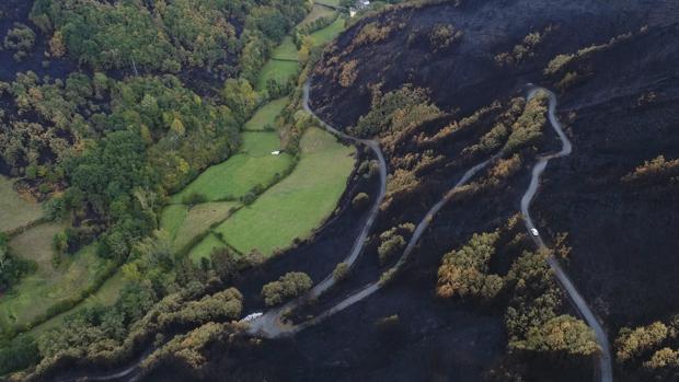 Cerco al eucalipto y cooperación local: lecciones que deja el «octubre negro»