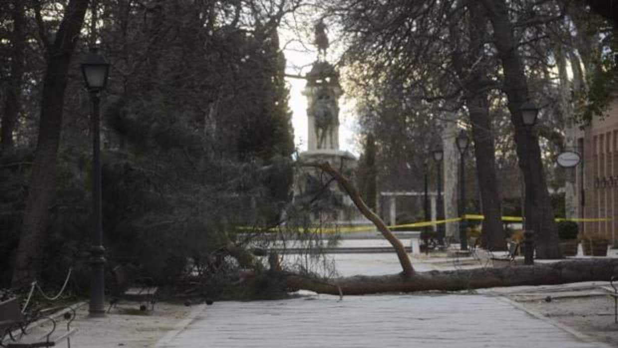 El árbol del Retiro que cayó sobre un niño de 4 años y le causó la muerte el pasado 24 de marzo