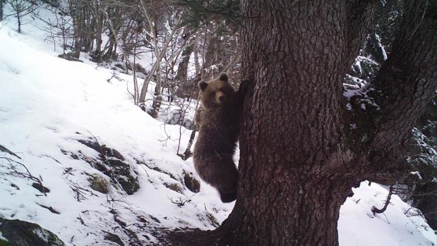 Los osos pardos del Pirineo despiertan tras la hibernación
