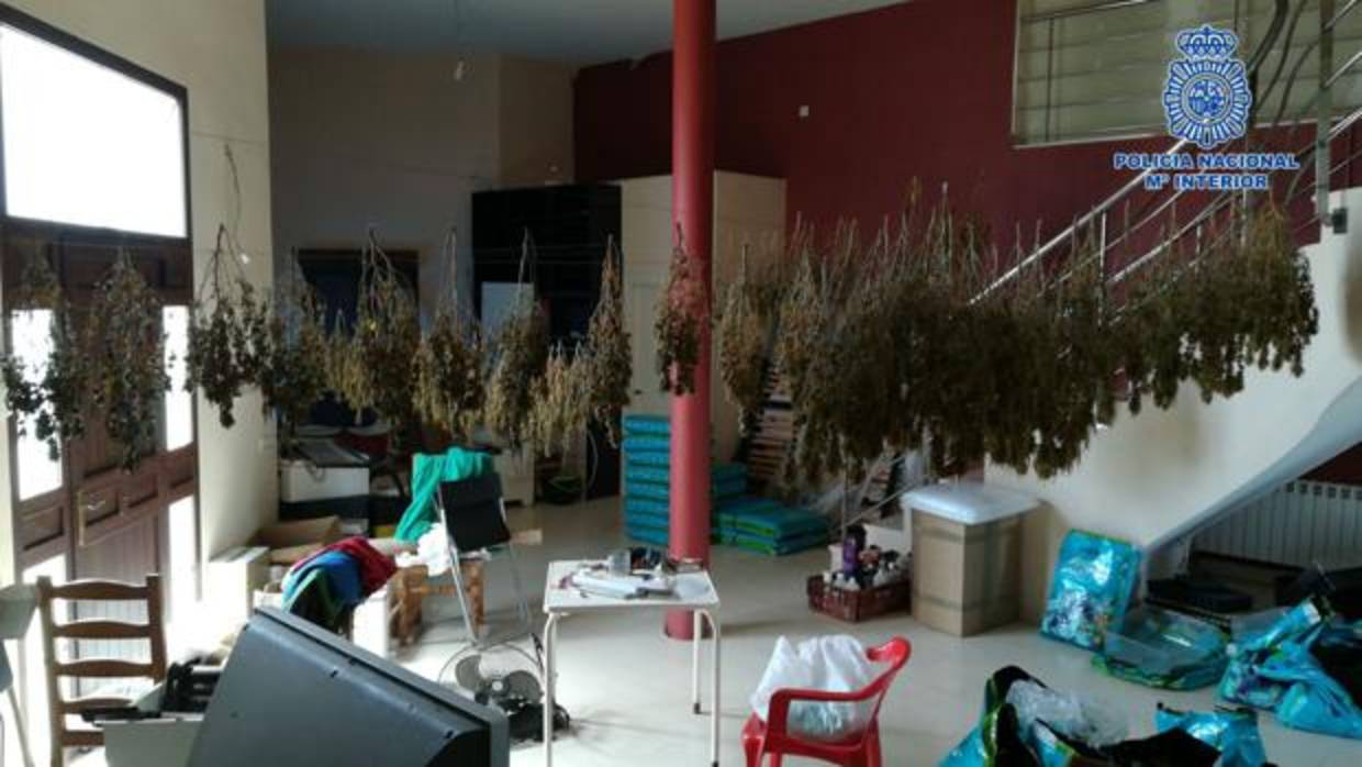 Laboratorio clandestino de cultivo «indoor»
