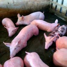 Cerdos de la granja afectada