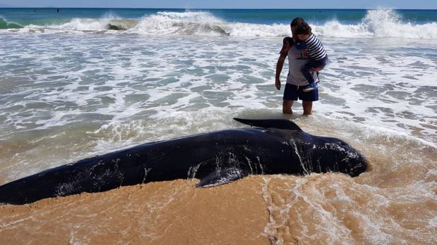 Encuentran un calderón de cuatro metros muerto y varado en una playa de Elche