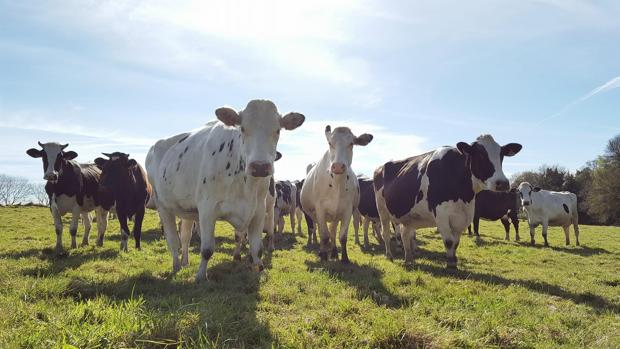 Las ventas eco se disparan