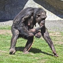 Vídeo: el nacimiento de una cría de chimpancé sorprende a un grupo de turistas en Valencia