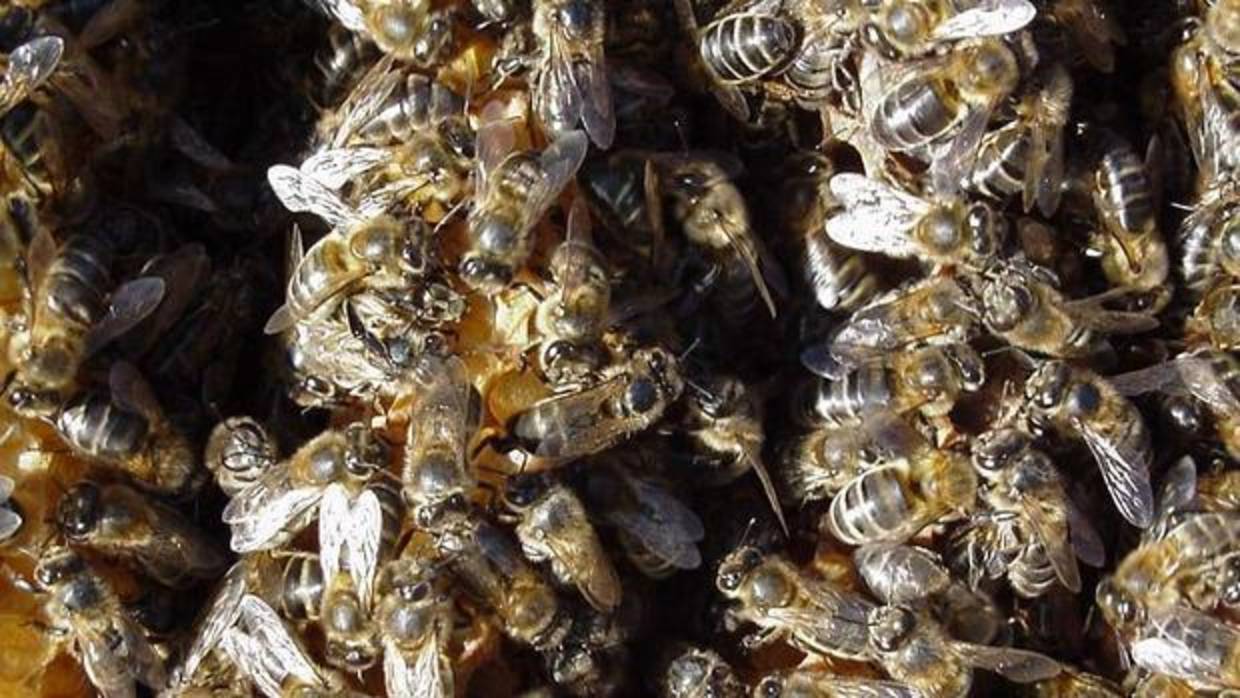 Imagen de archivo de un enjambre de abejas