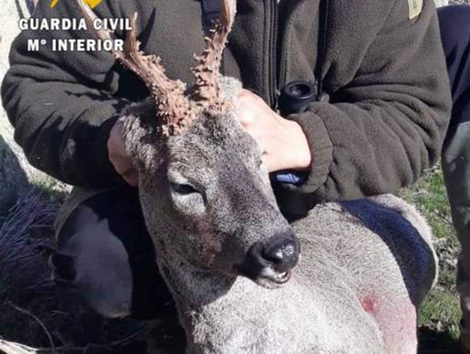 Investigan a un cazador que colgó una imagen en redes sociales con un corzo abatido y sin precinto en Ávila