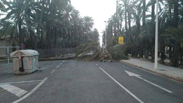 Las rachas de viento de hasta 80 kilómetros por hora obligan a suspender clases en Elche