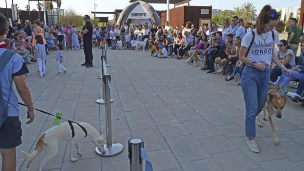 Hércules, Yambo y Trébol: la historia de perros abandonados que buscan un hogar en Valencia