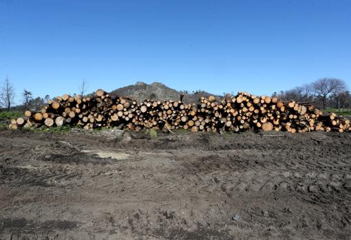 Talado de árboles en las áreas incendiadas