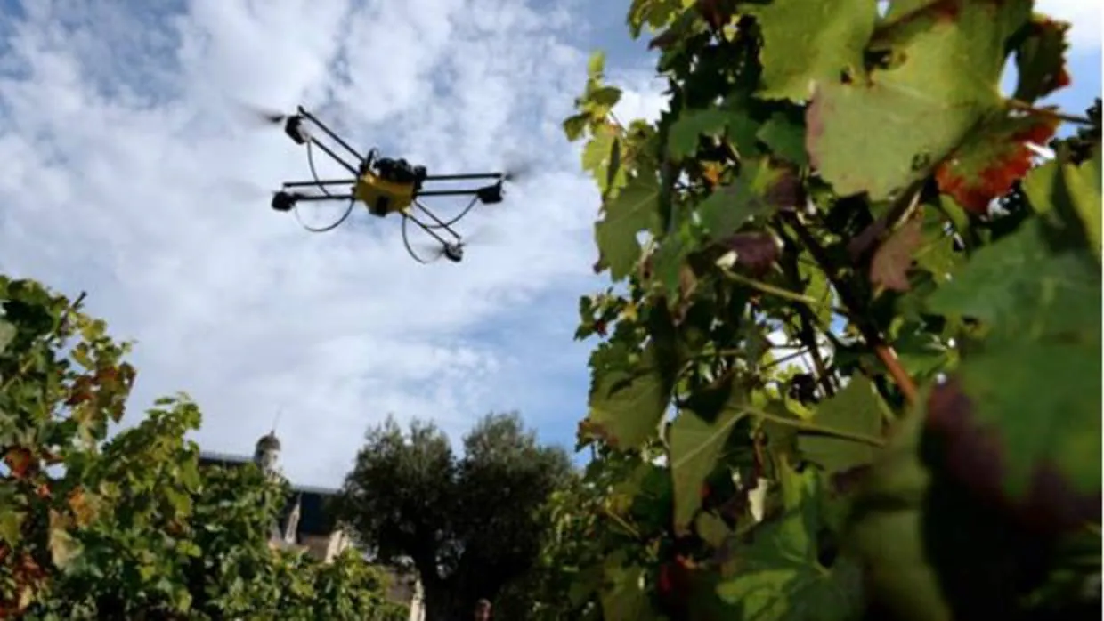 Un dron sobrevolando los viñedos