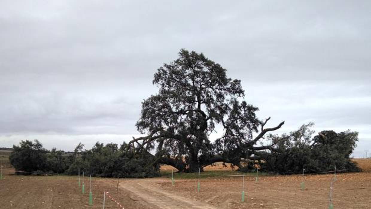 Encina «Ruli», con sus dos ramas laterales caídas, tras los temporales del invierno