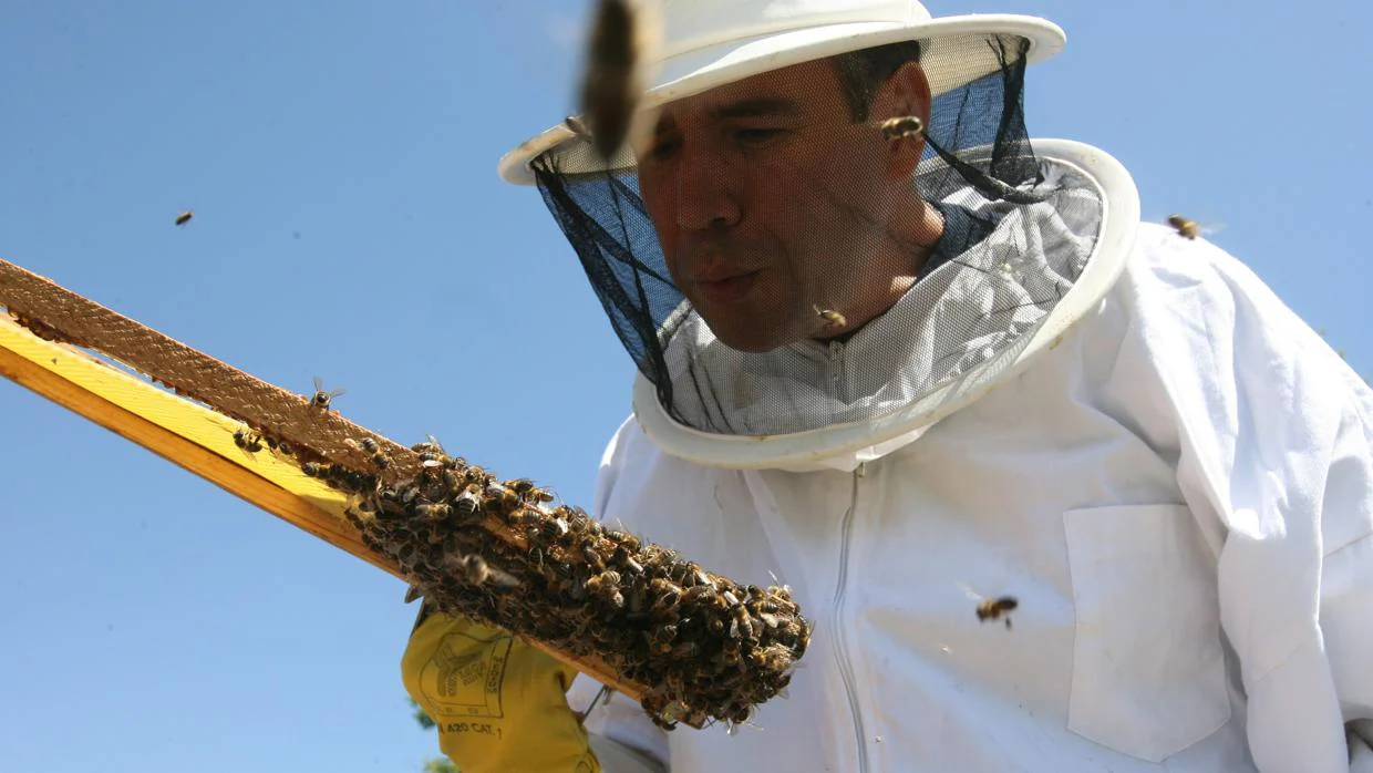 Un apicultor con abejas
