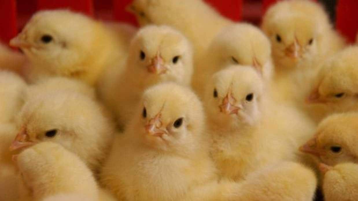 La empresa pone en marcha naves agrícolas destinadas a la cría de pollos