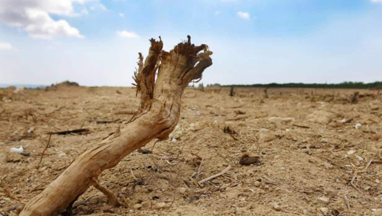 Imagen de los efectos de la sequía en el Campo de Elche